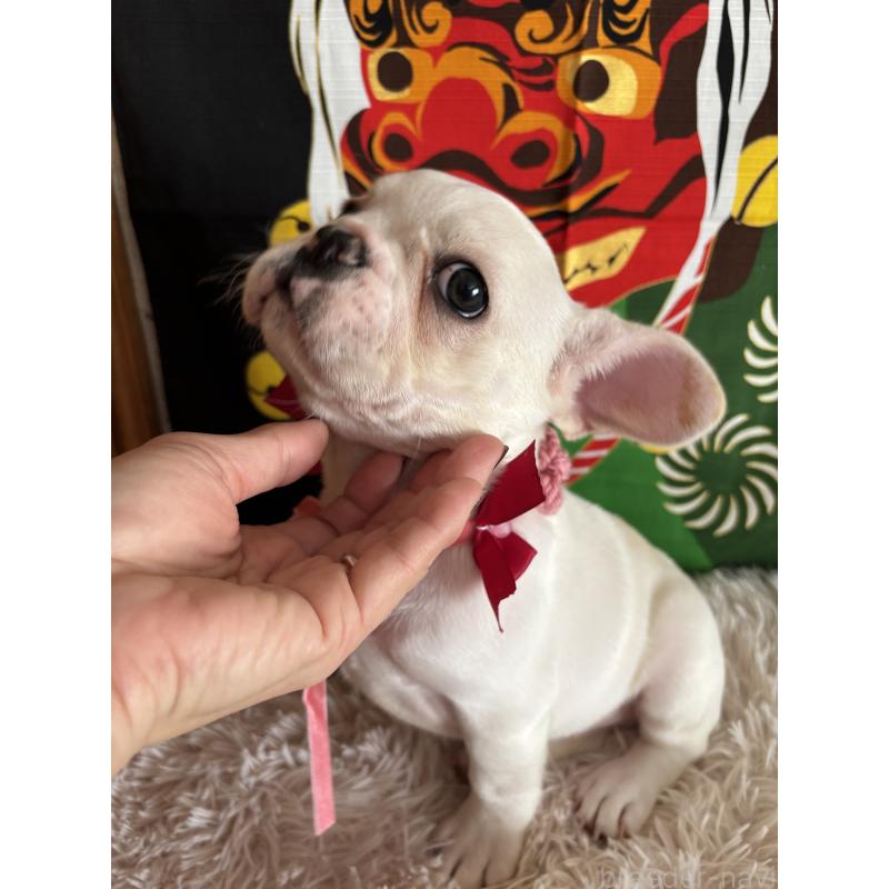 販売中の鹿児島県のフレンチブルドッグ-429489の3枚目