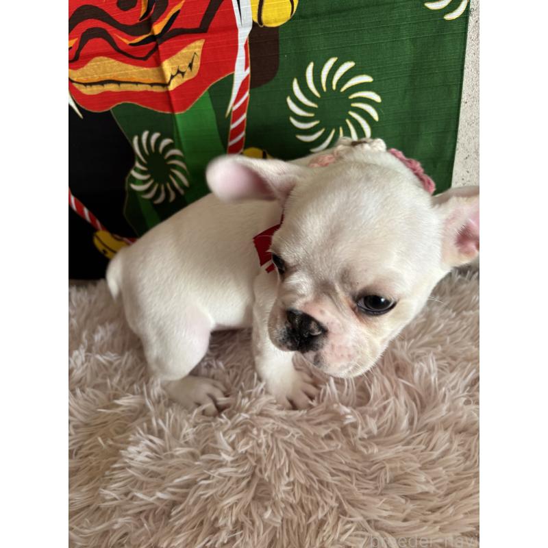 販売中の鹿児島県のフレンチブルドッグ-429489の2枚目