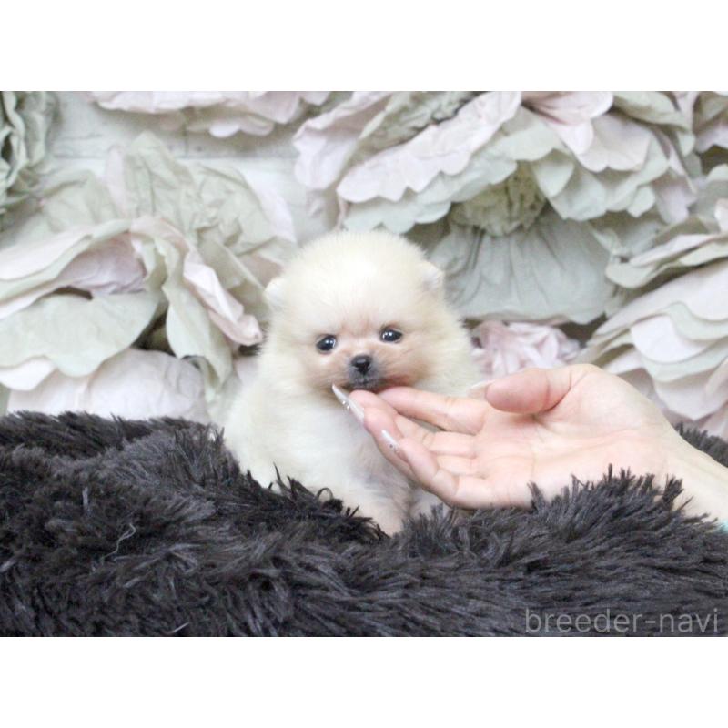 販売中の大阪府のポメラニアン-439131の7枚目