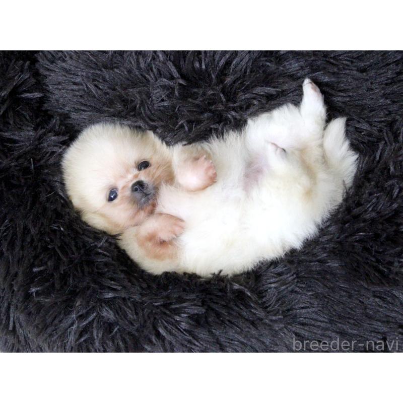 販売中の大阪府のポメラニアン-439131の6枚目