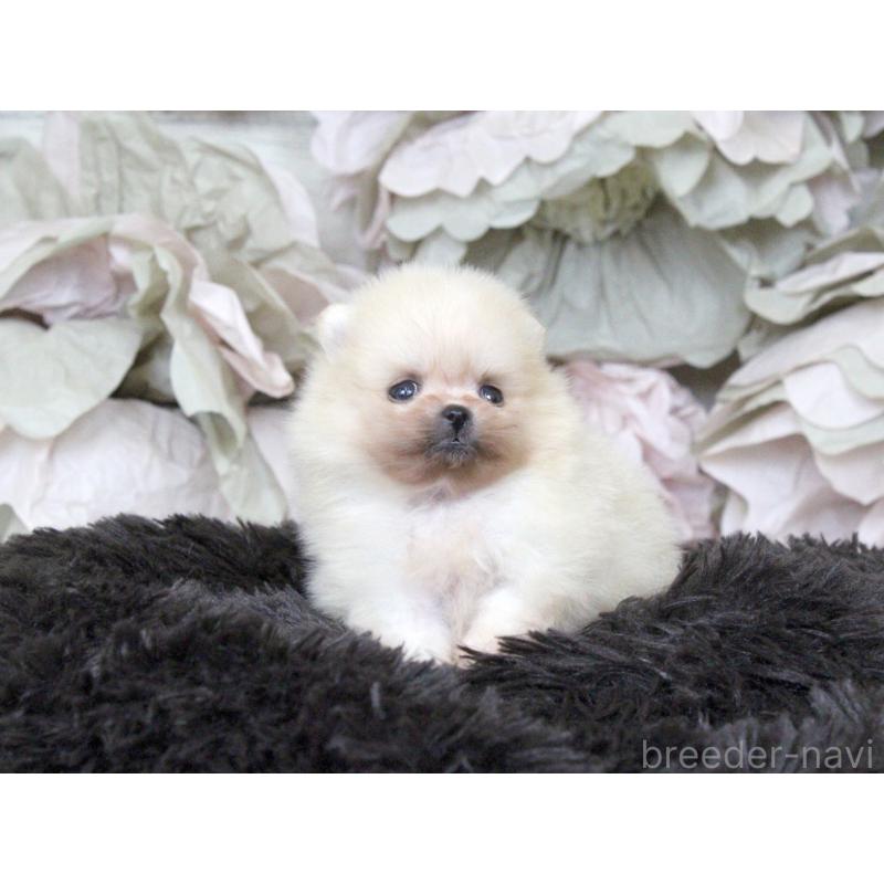 販売中の大阪府のポメラニアン-439131の5枚目