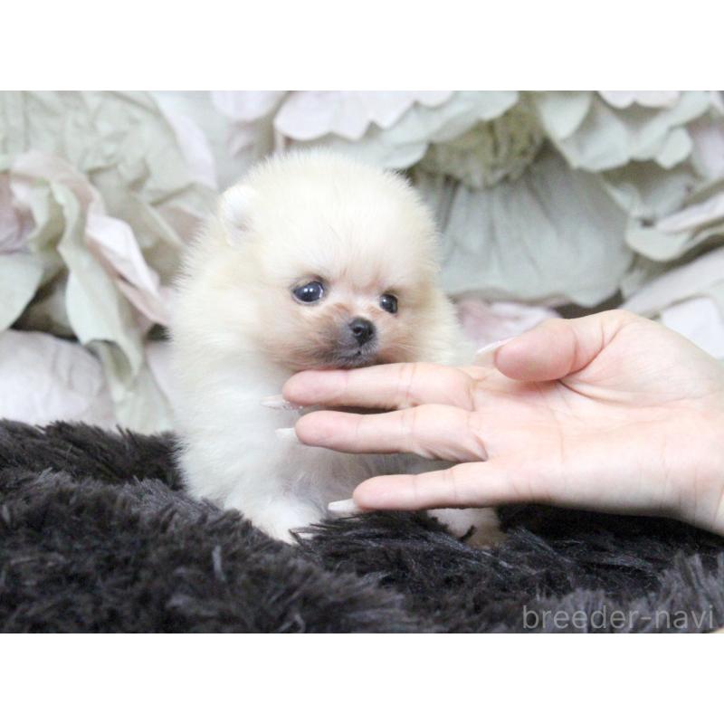 販売中の大阪府のポメラニアン-439131の4枚目