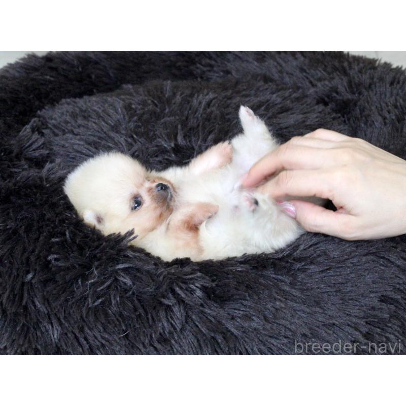 販売中の大阪府のポメラニアン-439131の3枚目