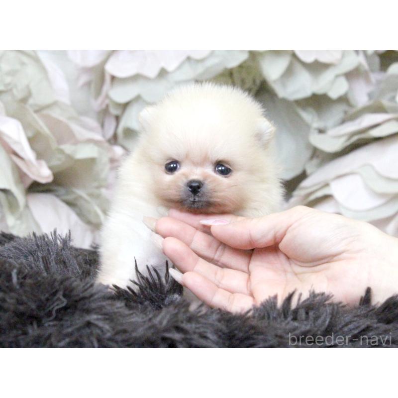 販売中の大阪府のポメラニアン-439131の2枚目