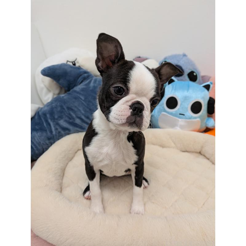 販売中の愛知県のボストンテリア-424019の10枚目