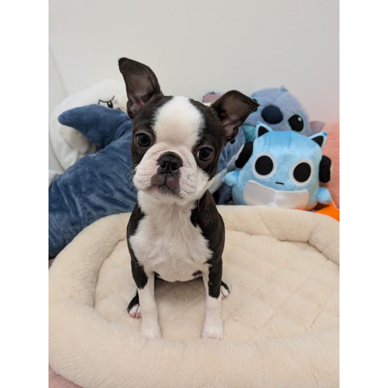 販売中の愛知県のボストンテリア-424019の9枚目