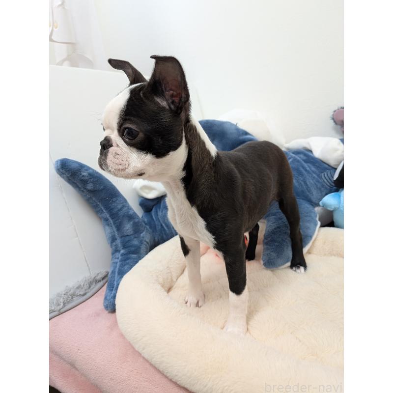 販売中の愛知県のボストンテリア-424019の7枚目