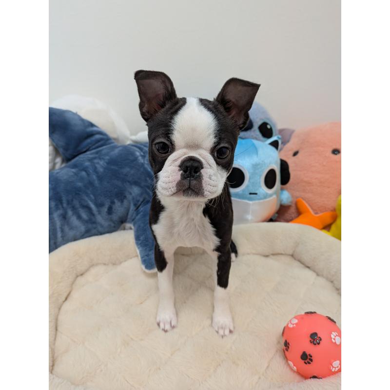 販売中の愛知県のボストンテリア-424019の6枚目