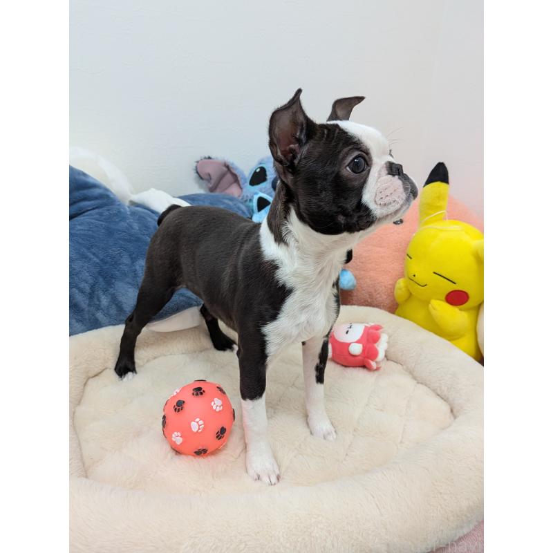 販売中の愛知県のボストンテリア-424019の5枚目