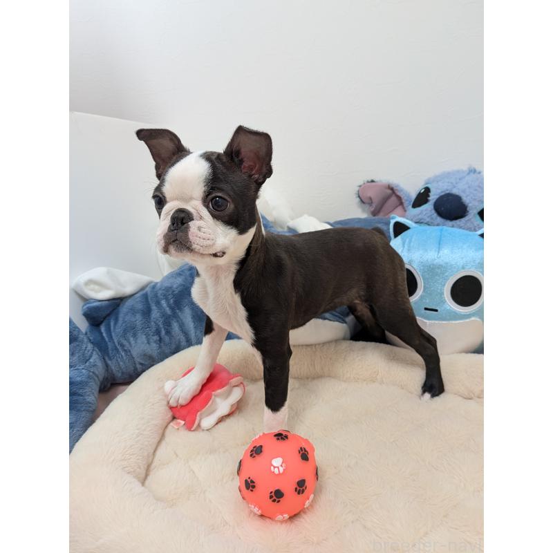 販売中の愛知県のボストンテリア-424019の3枚目