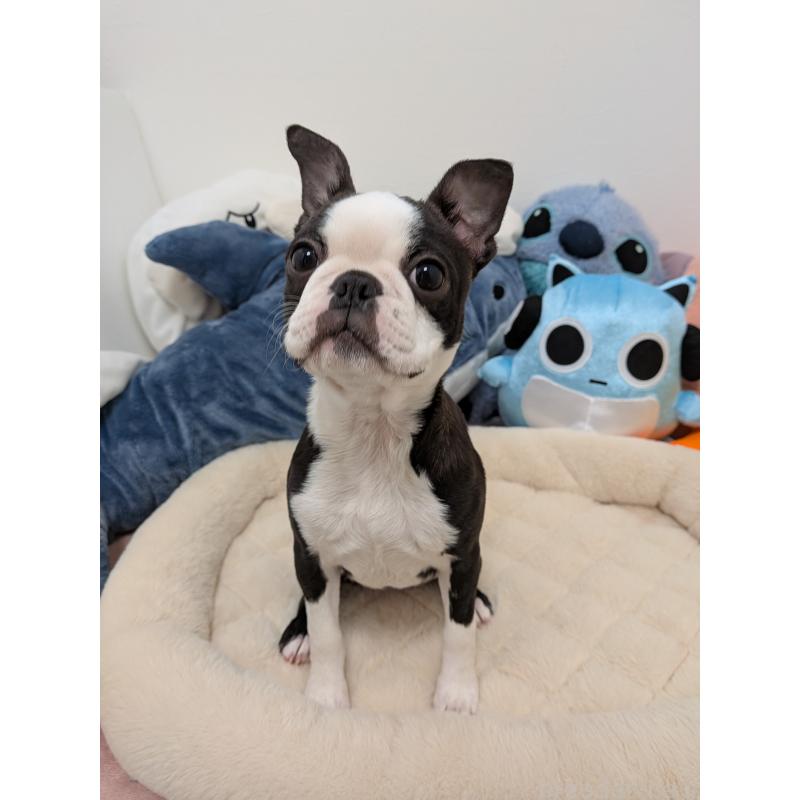 販売中の愛知県のボストンテリア-424019の2枚目