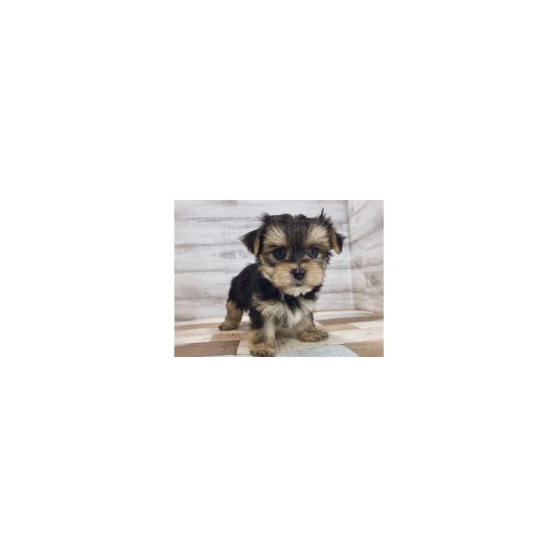 販売中の新潟県のマルキー:マルチーズ×ヨークシャーテリア-439137の3枚目