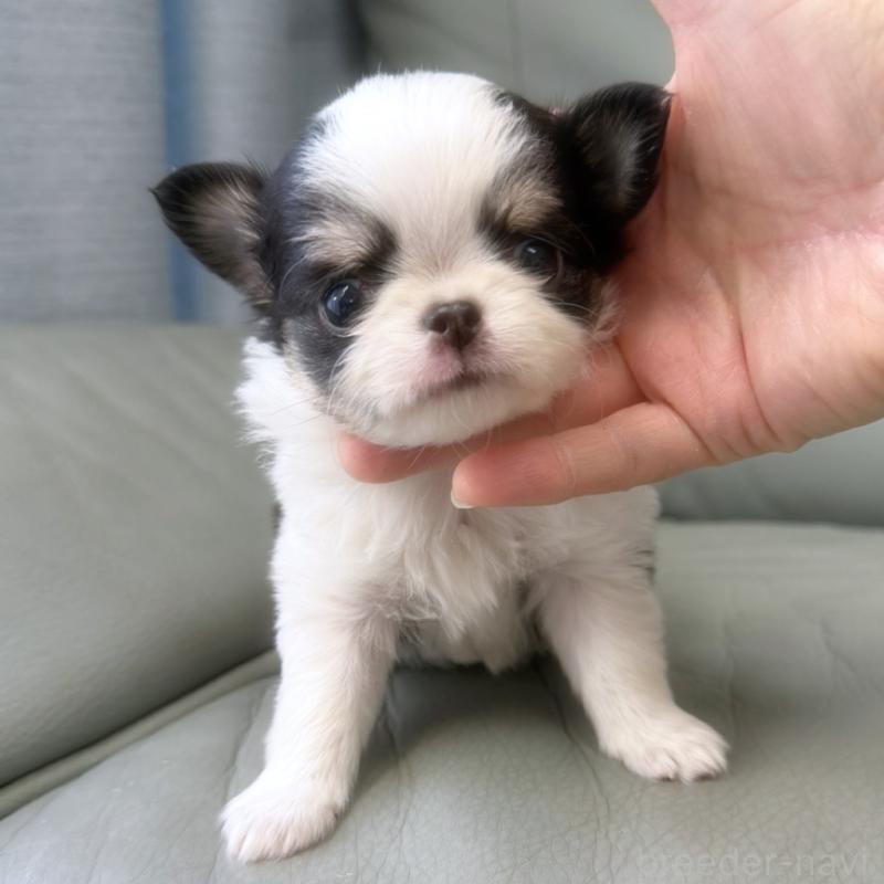 商談中の徳島県のチワワ(ロングコート)-439139の1枚目