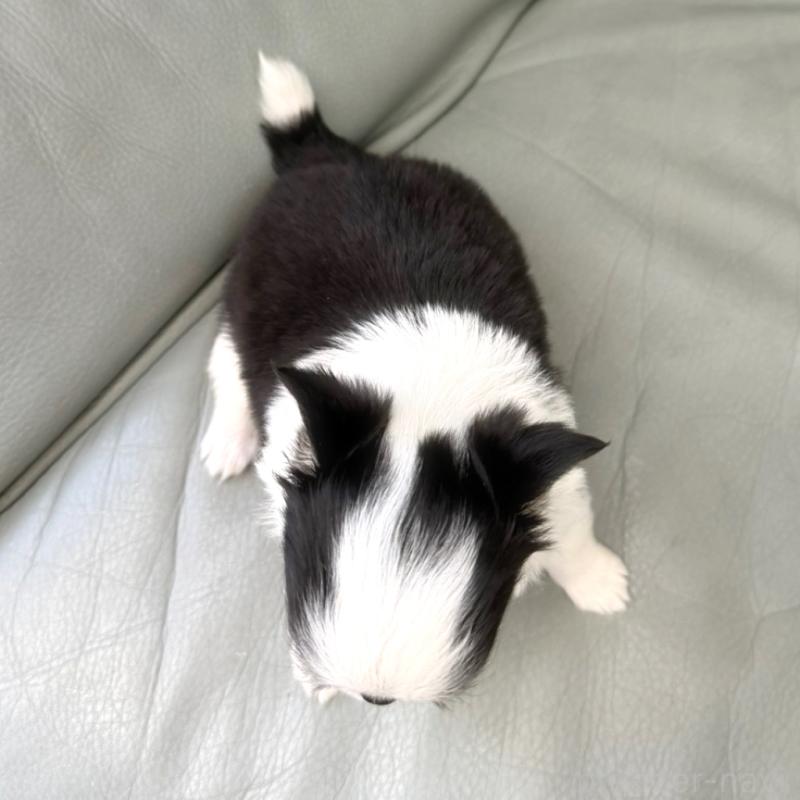 商談中の徳島県のチワワ(ロングコート)-439139の5枚目