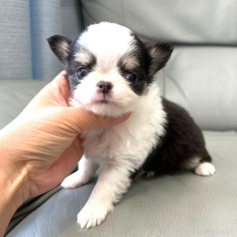 商談中の徳島県のチワワ(ロングコート)-439139の3枚目