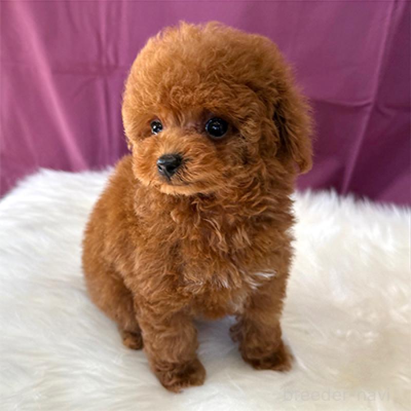 販売中の神奈川県のティーカッププードル-439140の3枚目