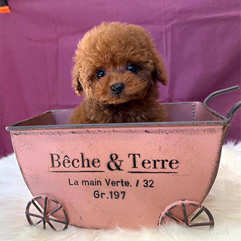 販売中の神奈川県のティーカッププードル-439140の2枚目