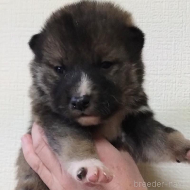 販売中の京都府の四国犬-439141