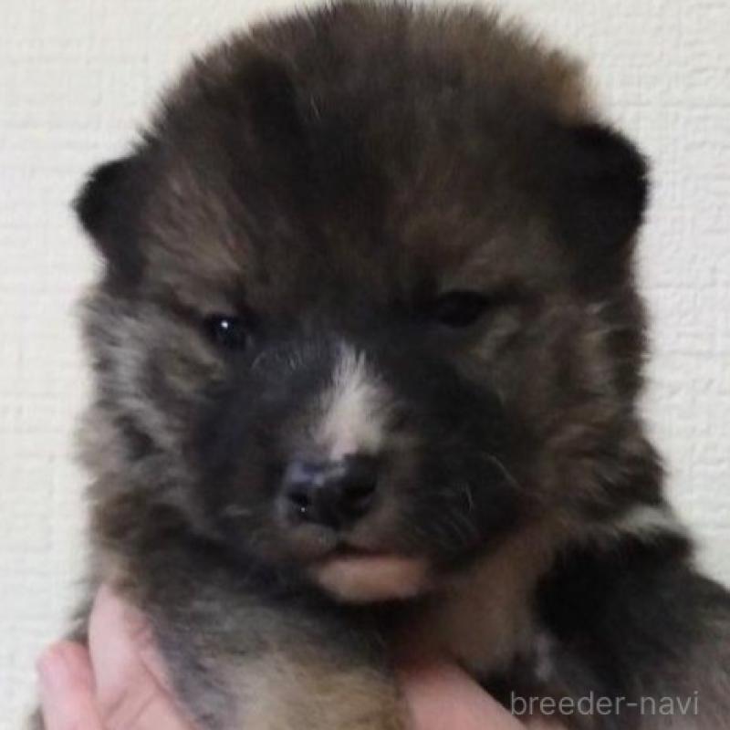 販売中の京都府の四国犬-439141の6枚目