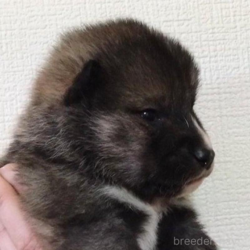 販売中の京都府の四国犬-439141の5枚目