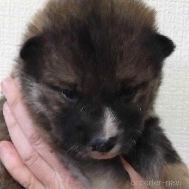 販売中の京都府の四国犬-439141の4枚目