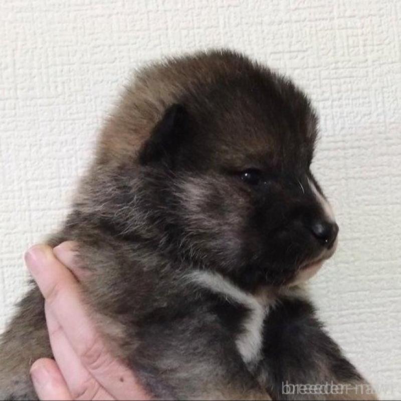 販売中の京都府の四国犬-439141の3枚目