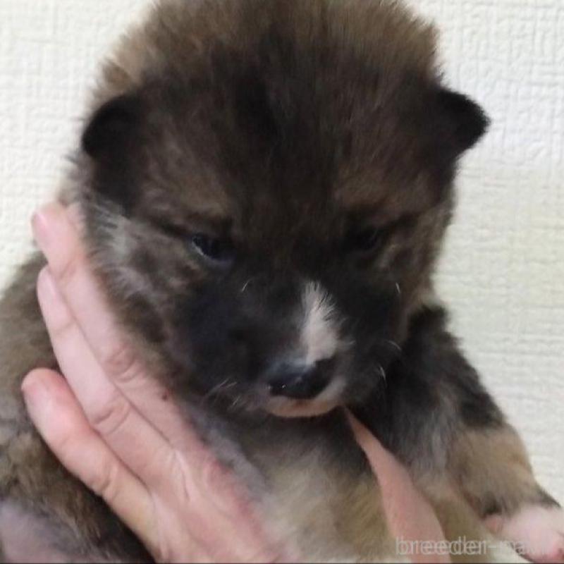 販売中の京都府の四国犬-439141の2枚目