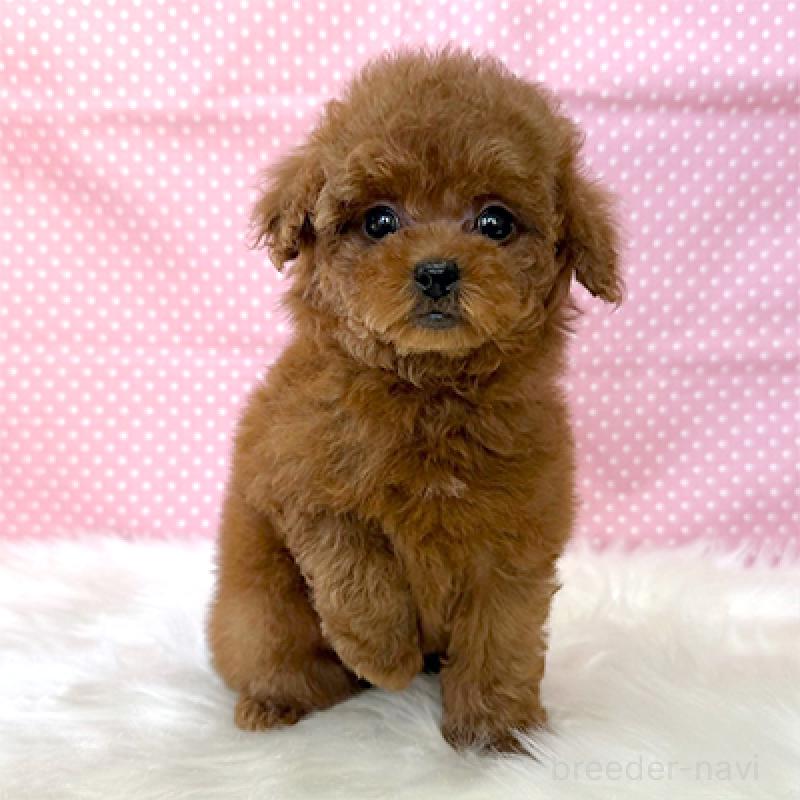 販売中の神奈川県のティーカッププードル-439143の4枚目