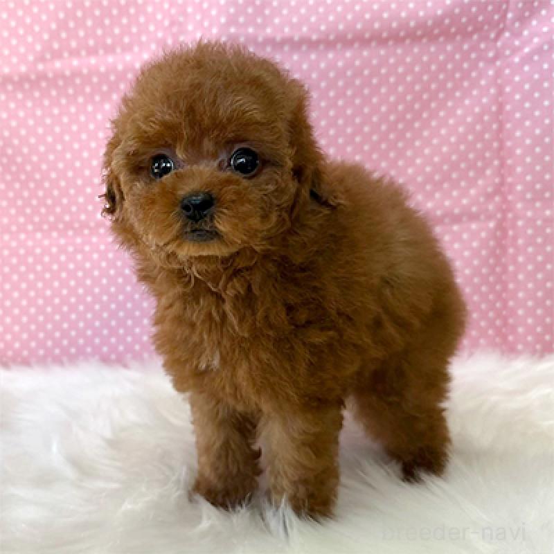 販売中の神奈川県のティーカッププードル-439143の3枚目