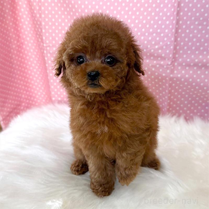 販売中の神奈川県のティーカッププードル-439143の2枚目