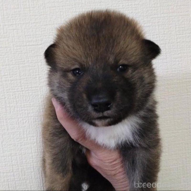 販売中の京都府の四国犬-439142の1枚目
