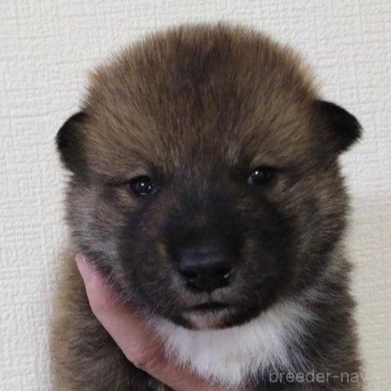 販売中の京都府の四国犬-439142の6枚目