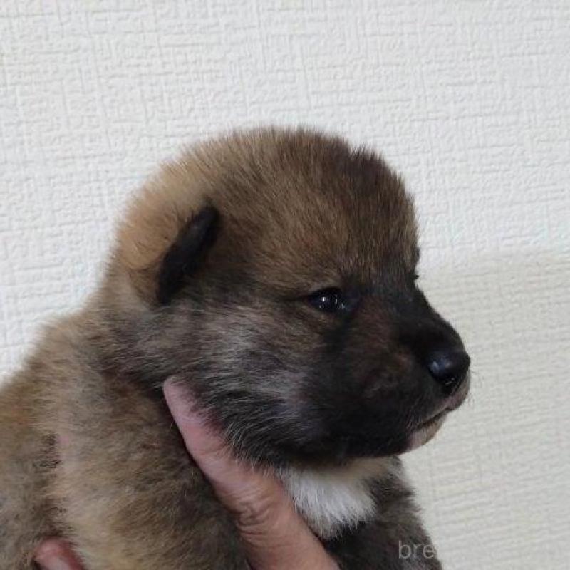 販売中の京都府の四国犬-439142の5枚目