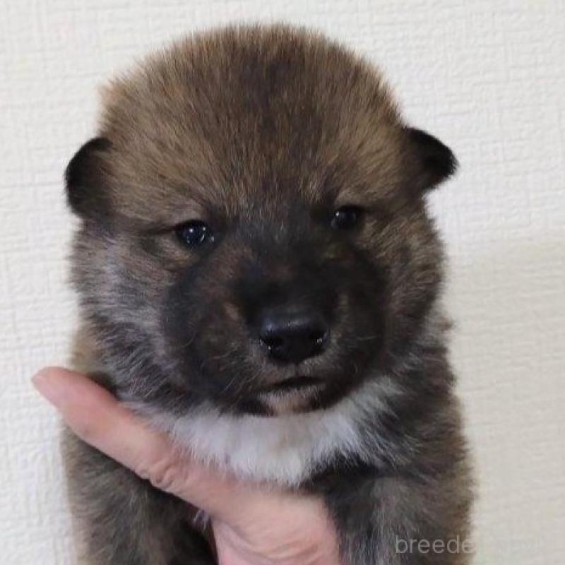 販売中の京都府の四国犬-439142の4枚目