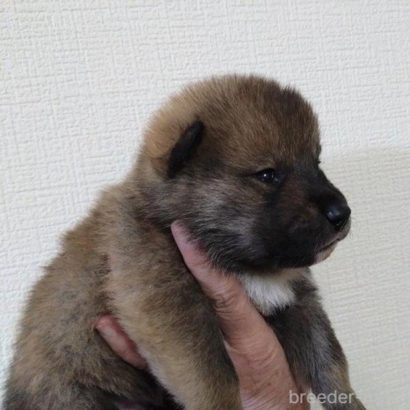 販売中の京都府の四国犬-439142の3枚目