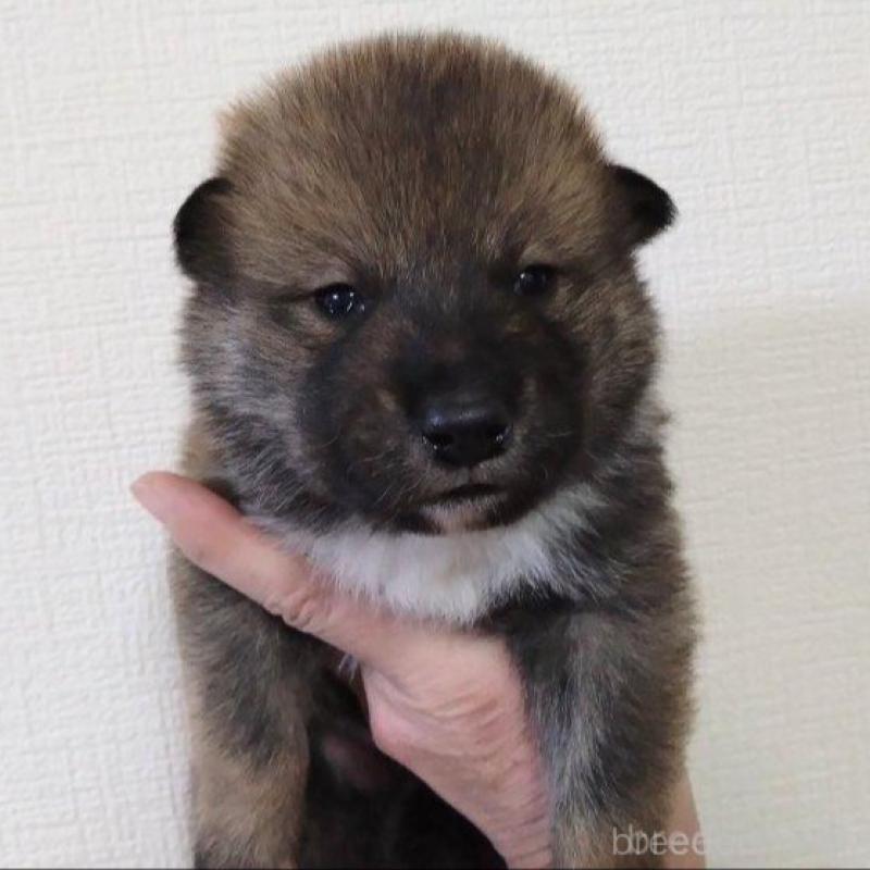 販売中の京都府の四国犬-439142の2枚目