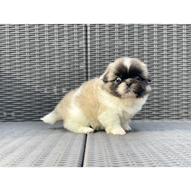 販売中の山梨県のペキニーズ-439144の12枚目