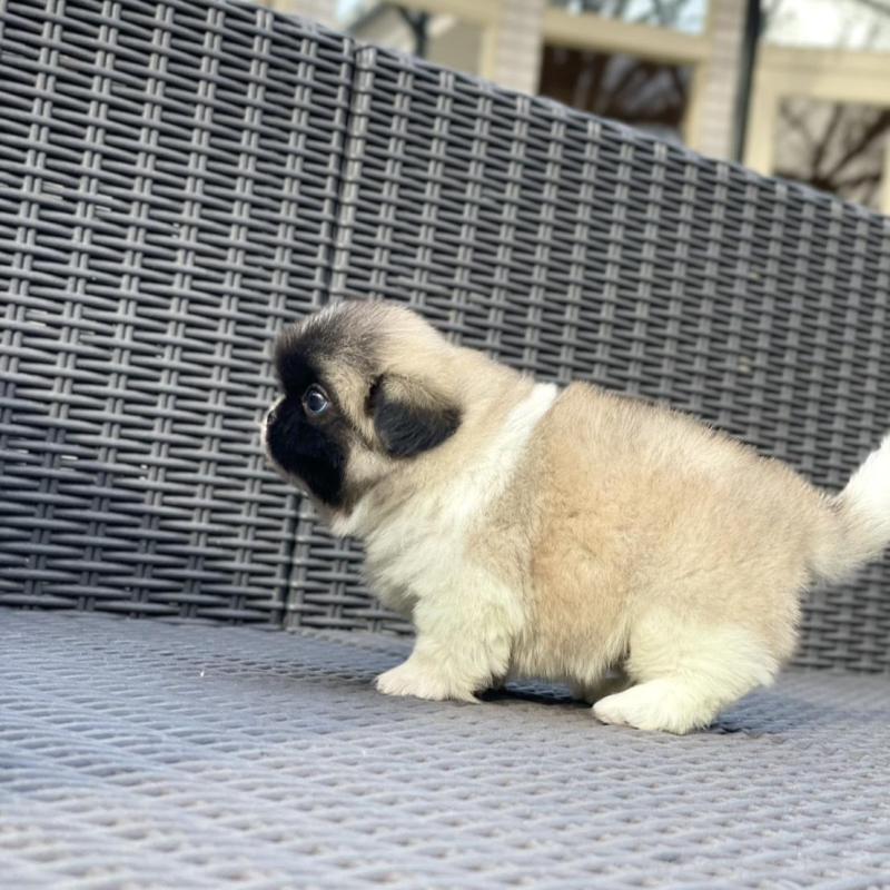 販売中の山梨県のペキニーズ-439144の10枚目