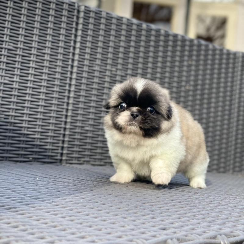 販売中の山梨県のペキニーズ-439144の9枚目