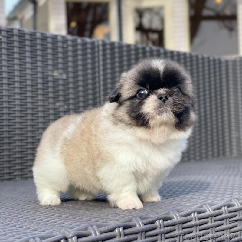 販売中の山梨県のペキニーズ-439144の7枚目