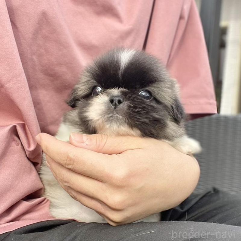 販売中の山梨県のペキニーズ-439144の6枚目