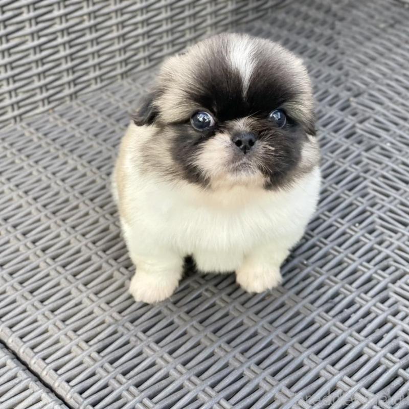 販売中の山梨県のペキニーズ-439144の5枚目