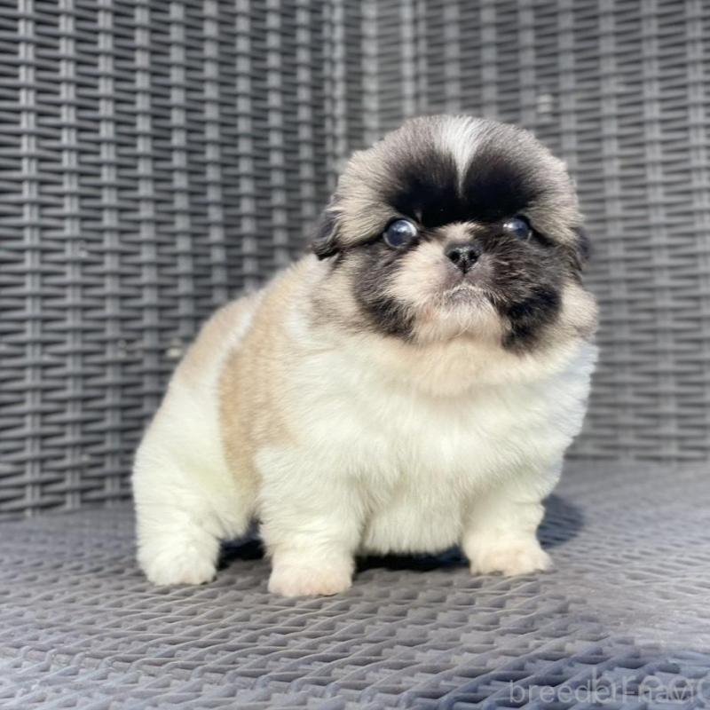 販売中の山梨県のペキニーズ-439144の3枚目