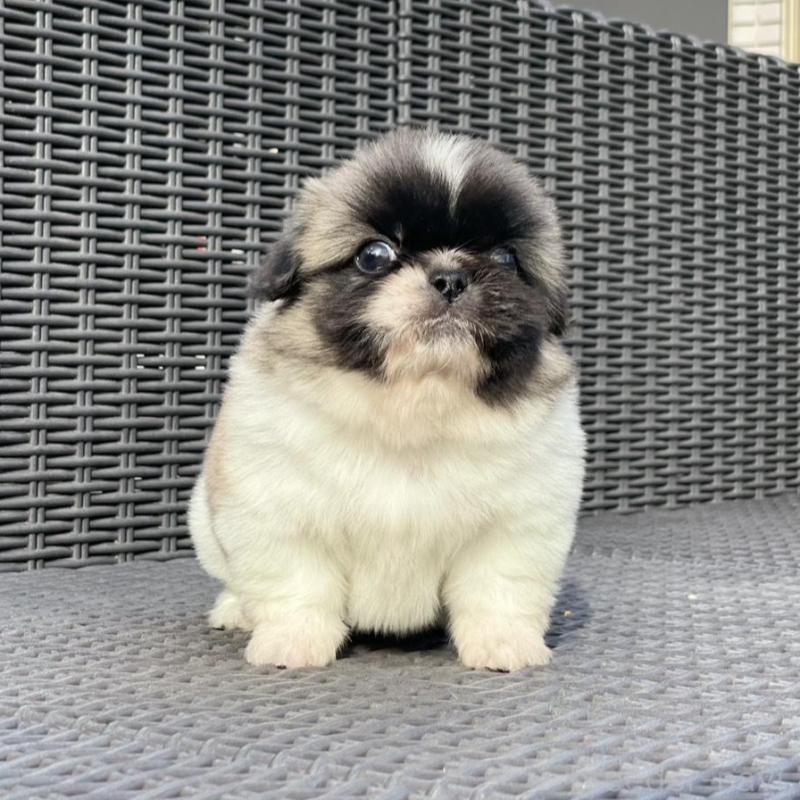 販売中の山梨県のペキニーズ-439144の2枚目