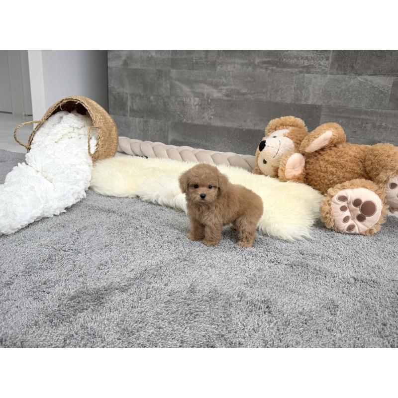 販売中の滋賀県のティーカッププードル-439109の6枚目