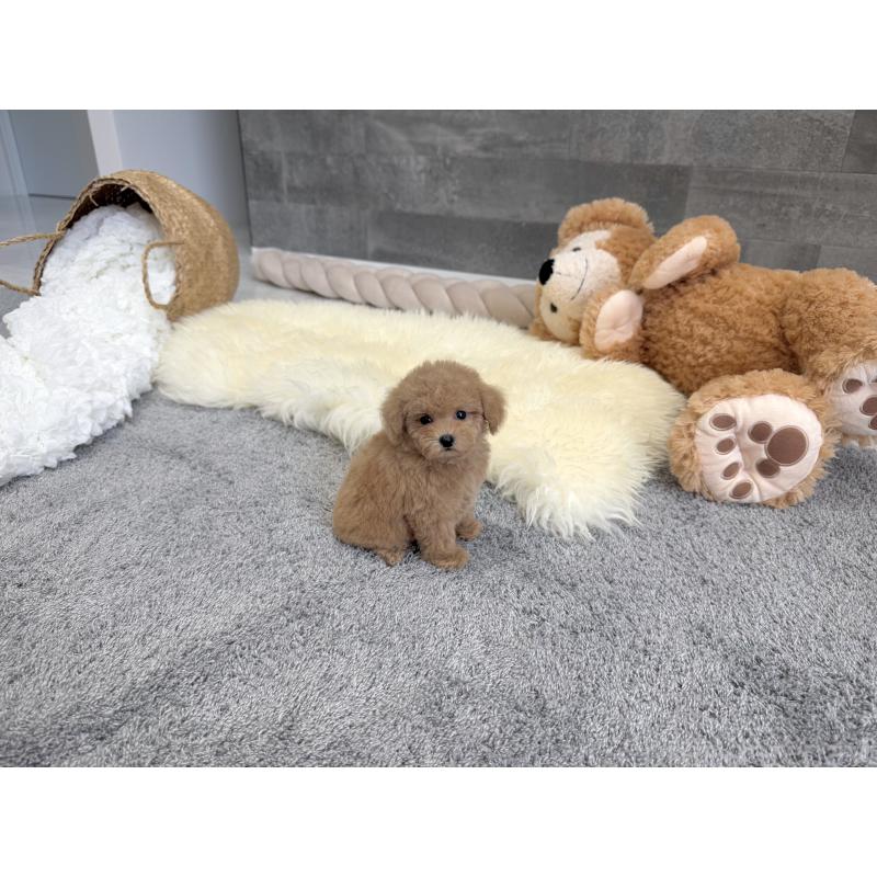 販売中の滋賀県のティーカッププードル-439109の5枚目