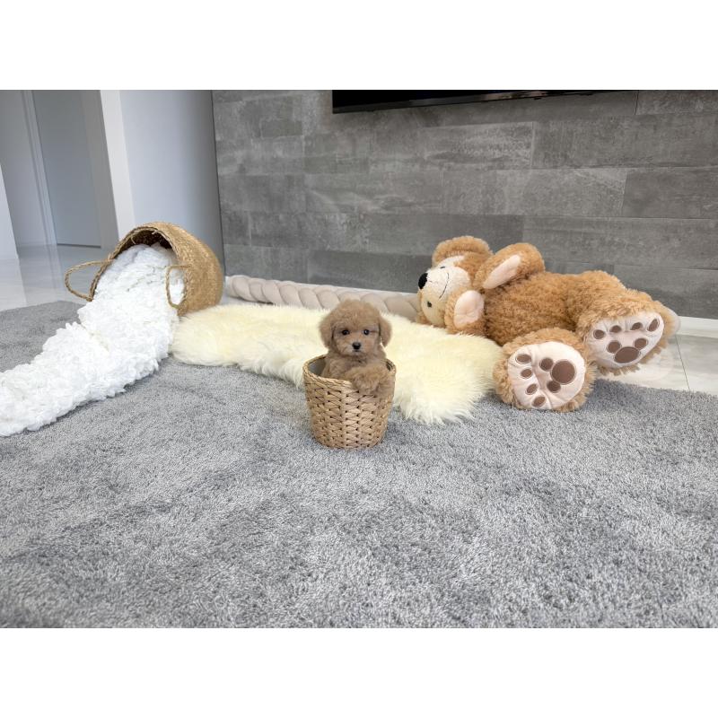 販売中の滋賀県のティーカッププードル-439109の4枚目