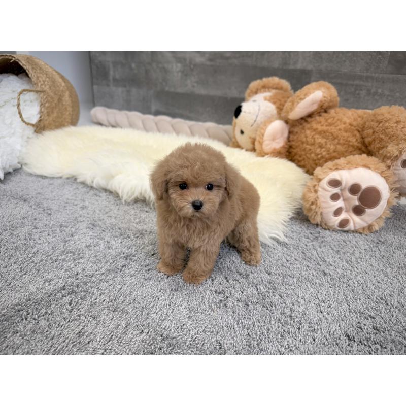 販売中の滋賀県のティーカッププードル-439109の3枚目