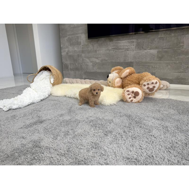 販売中の滋賀県のティーカッププードル-439109の2枚目