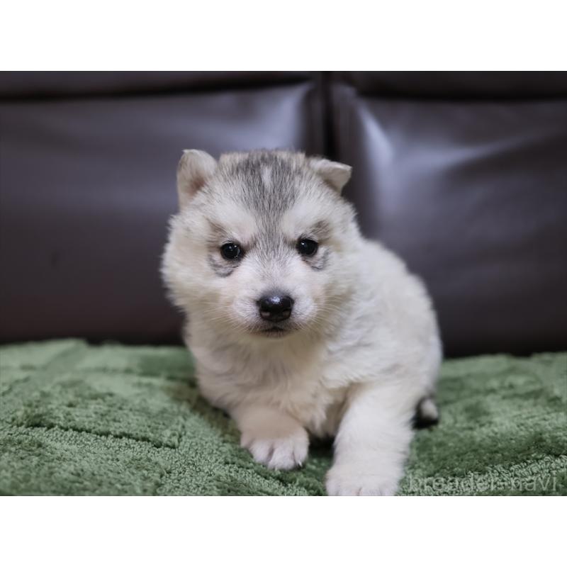 販売中の愛知県のシベリアンハスキー-439145の8枚目